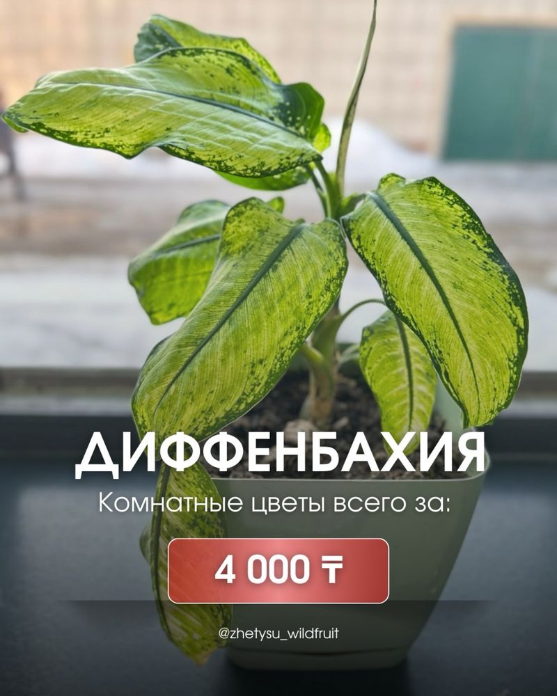 Комнатные цветы для офиса