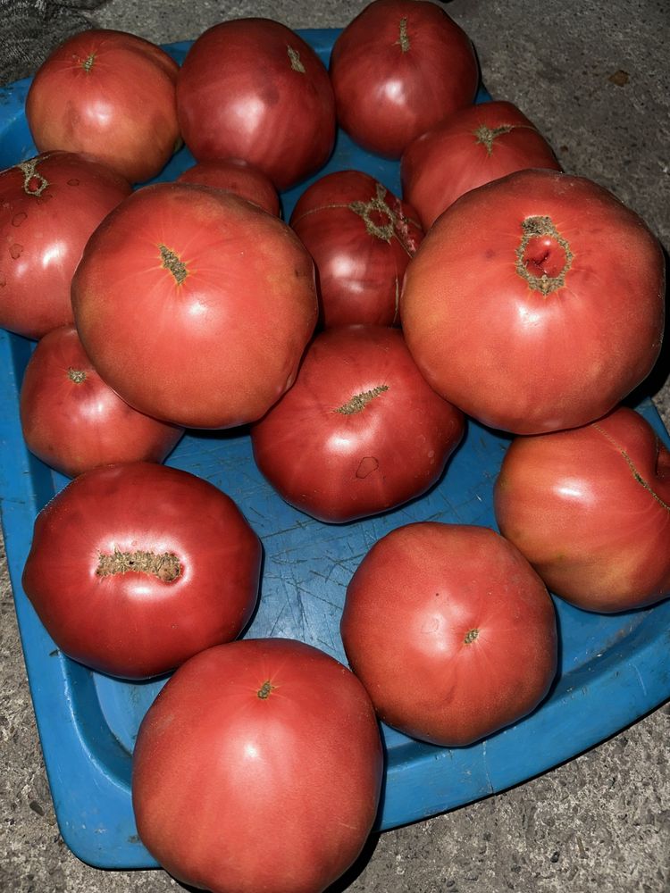 Продам домашние крупные помидоры