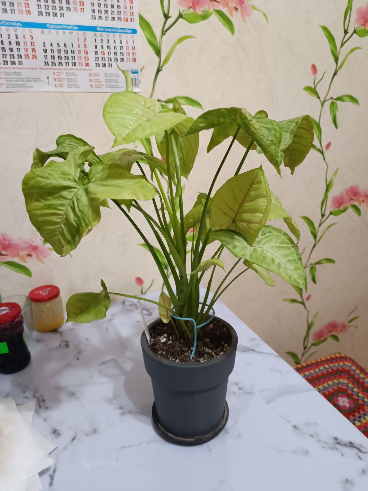 Лейка для цветов