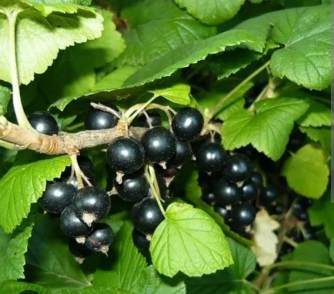 Продам черную смородину