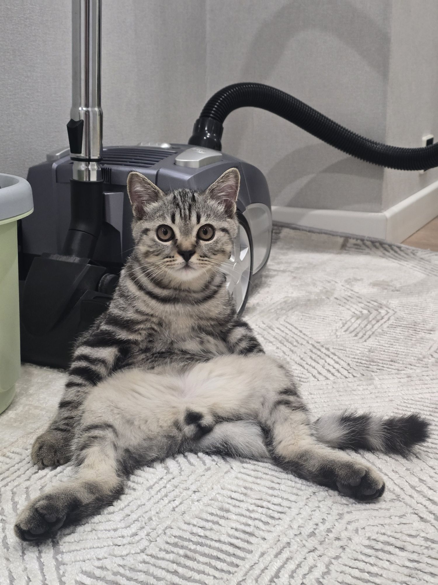 Отдам котенка (британец)