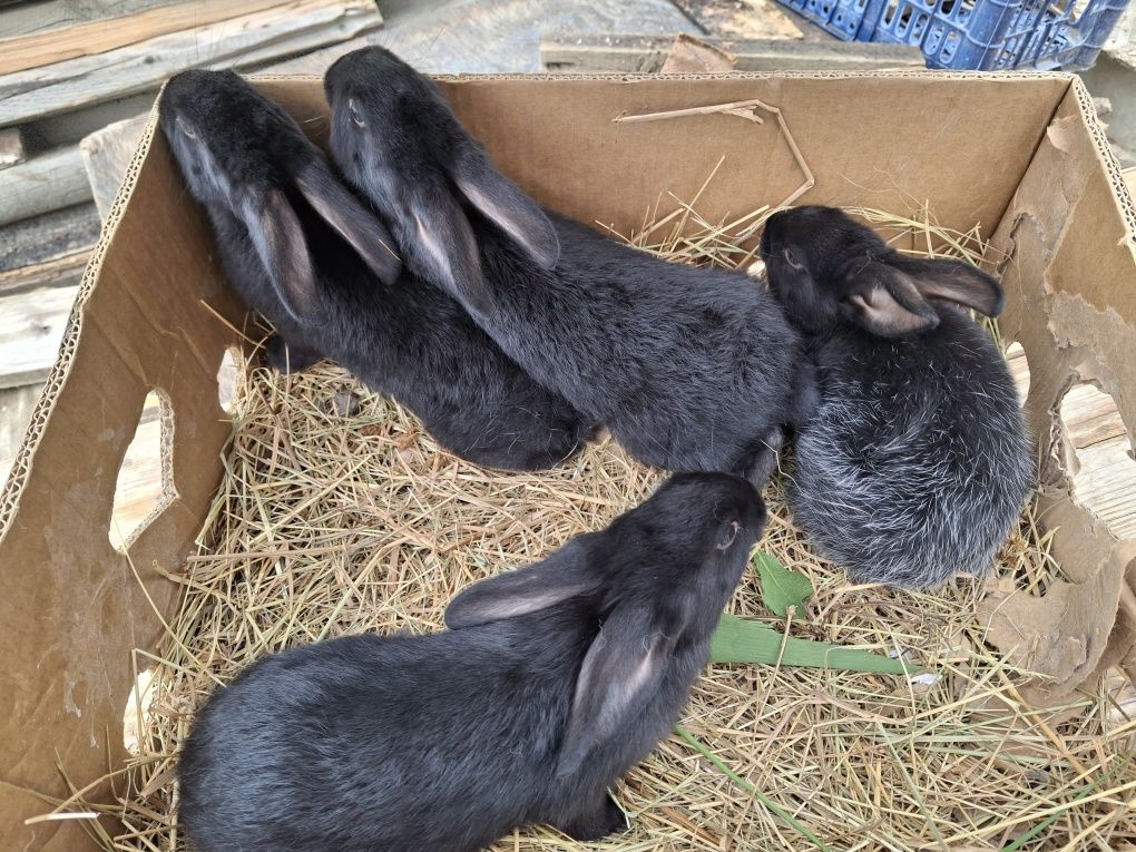 4 крольчат полтавский серебристый, 3 месяца