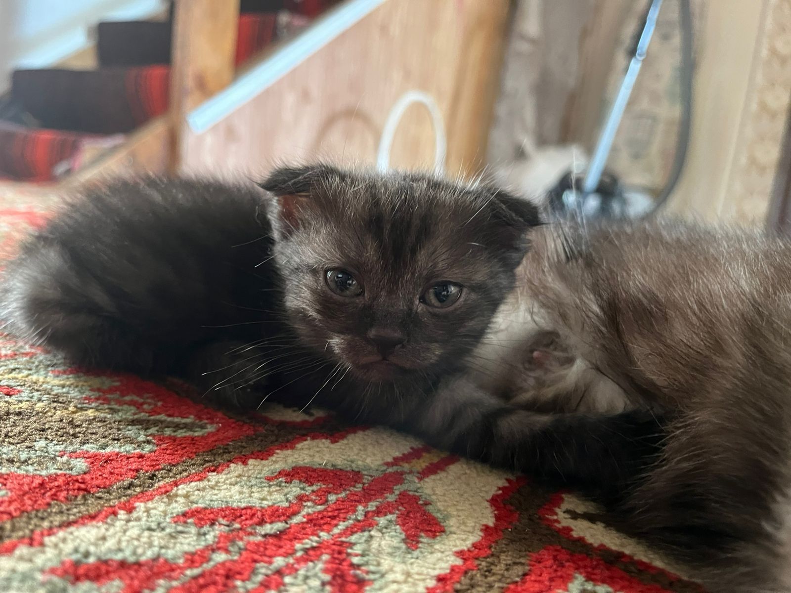 Продам котят пародистых. Девочки 3шт.