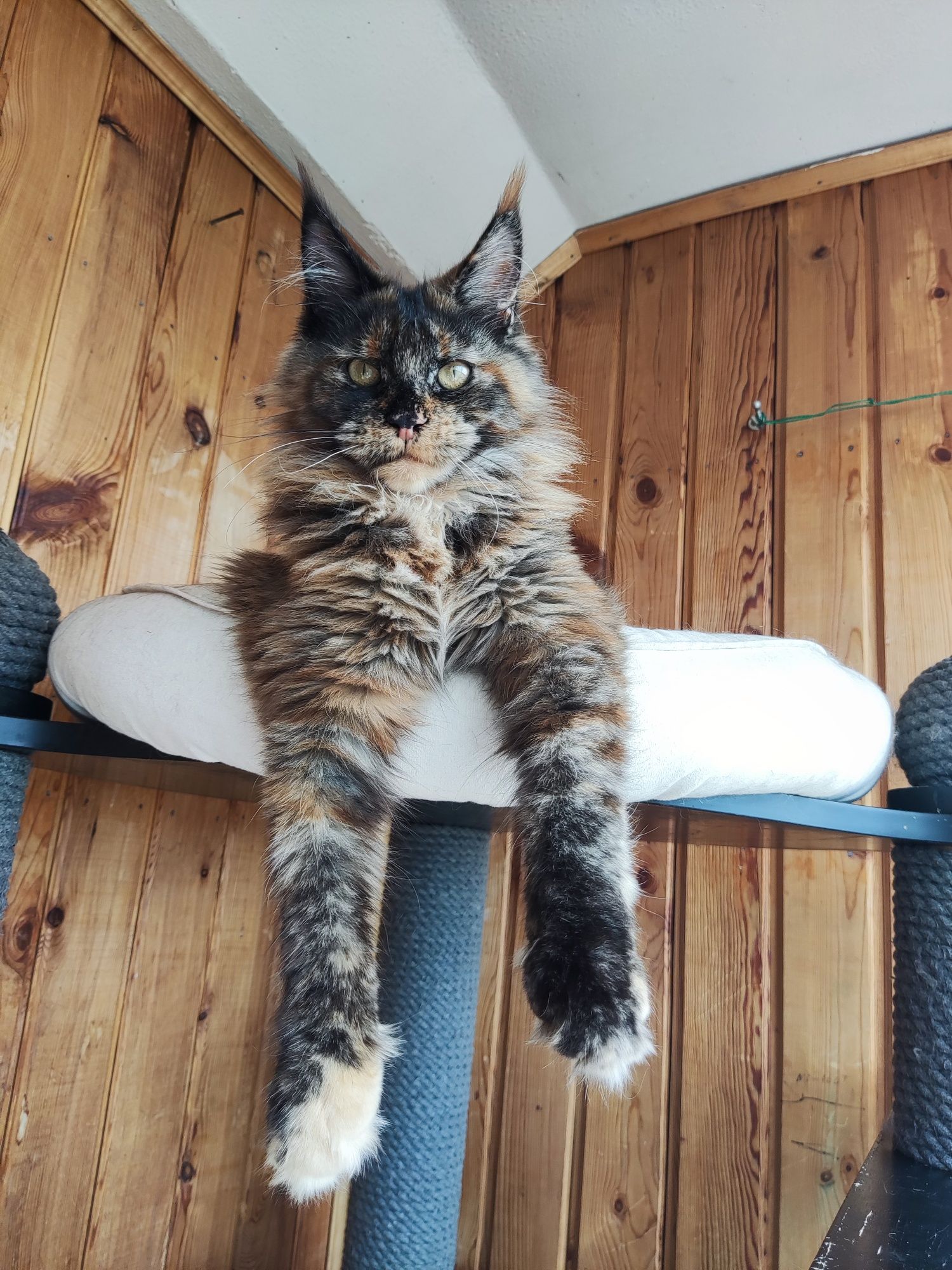 Котёнок Мейн кун