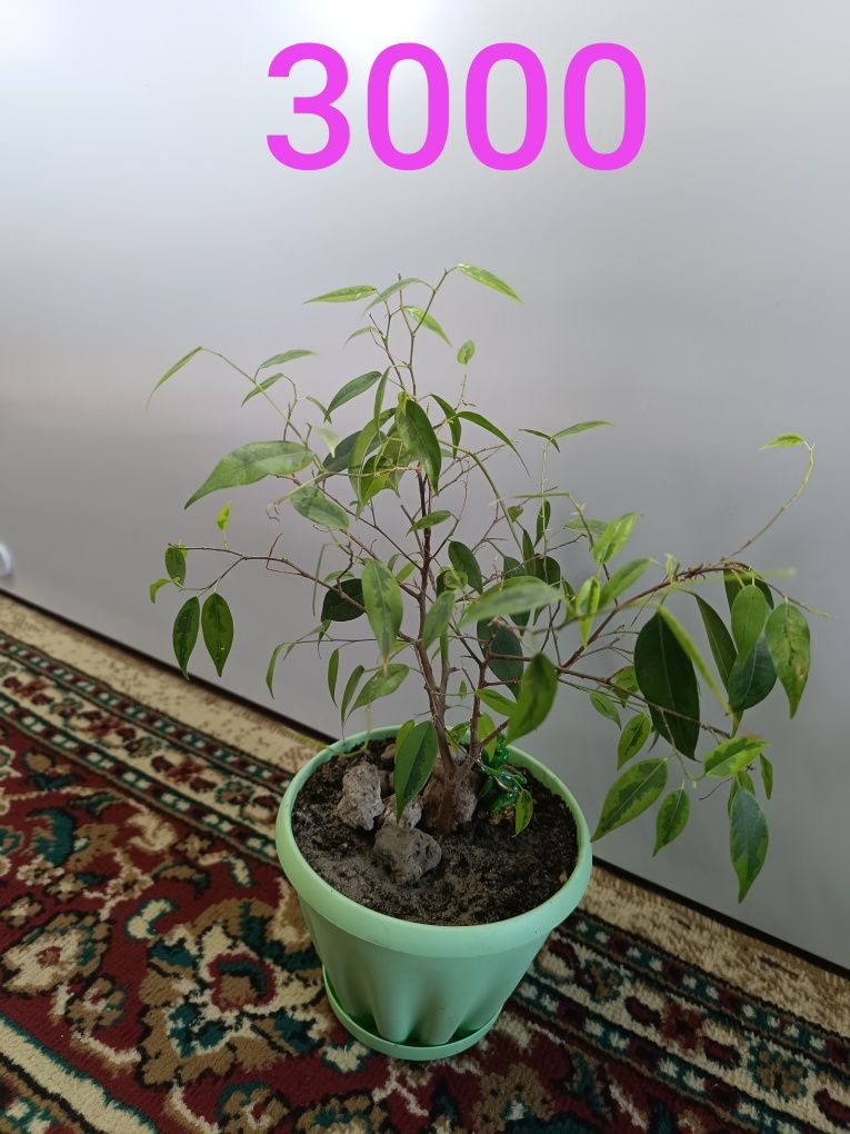 Продам цветы разные