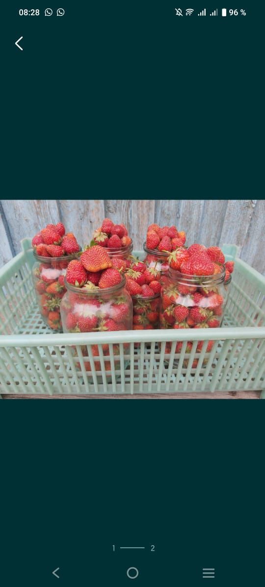 Продам домашнию клубнику. Возможна доставка