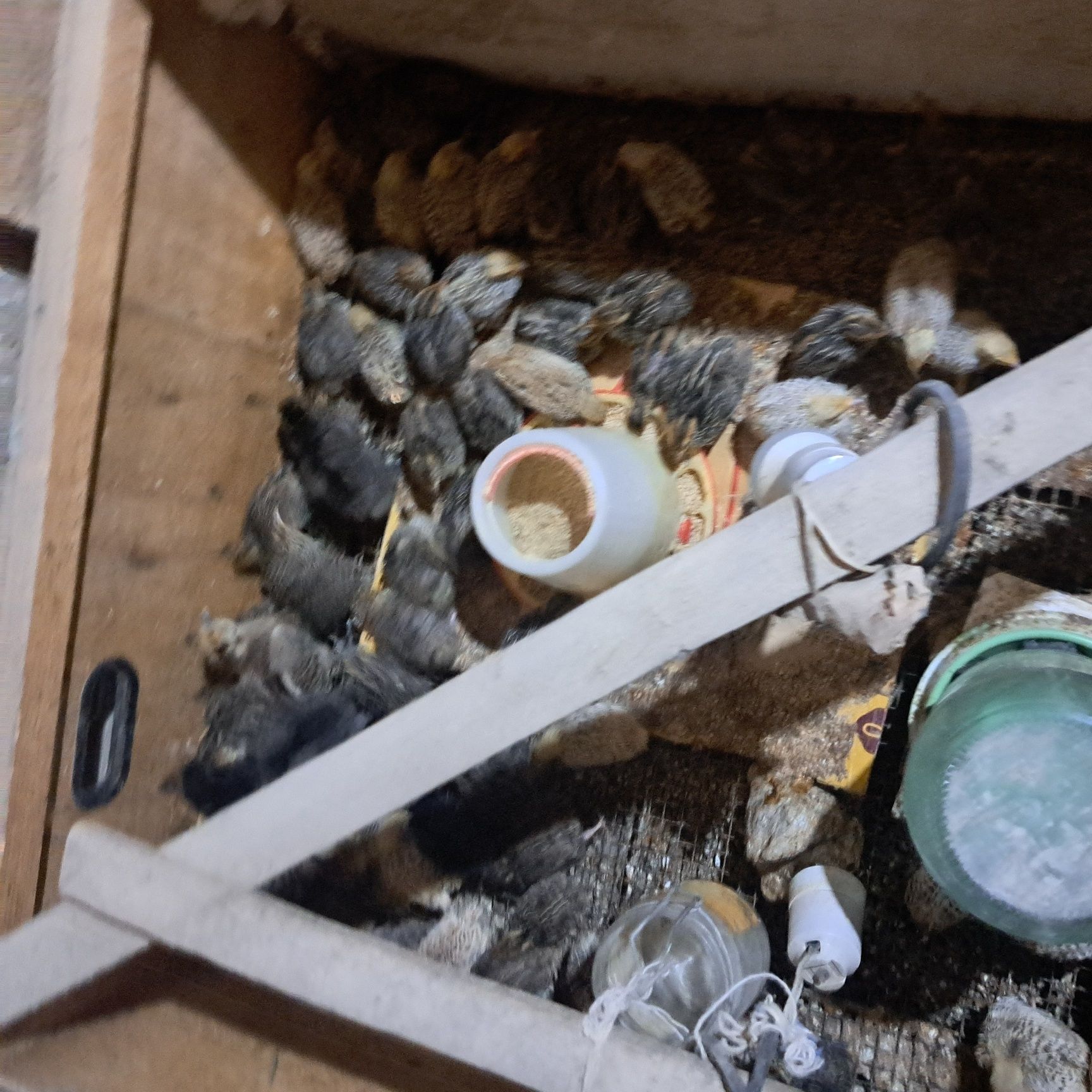 Бөдене балапандар сатылады 150 тг