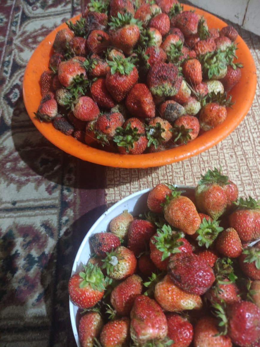 Продам клубнику домашняя