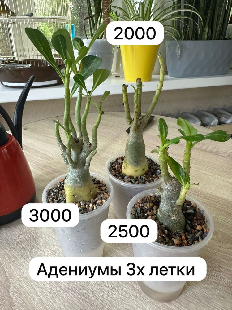 Продам комнатные растения. Доставка бесплатно по городу