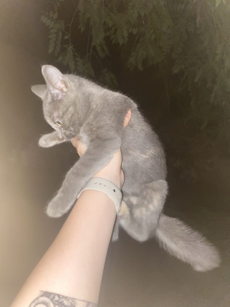 Отдам котенка в добрые руки