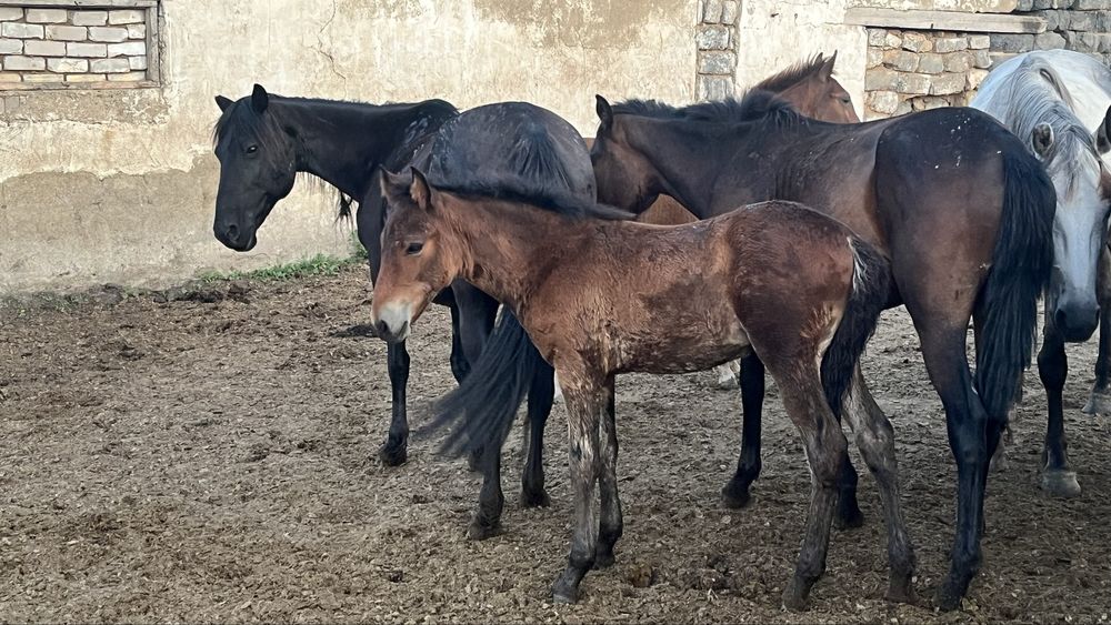 Продам лошадей 3 кобылы с жеребятами  , жеребята  майские.