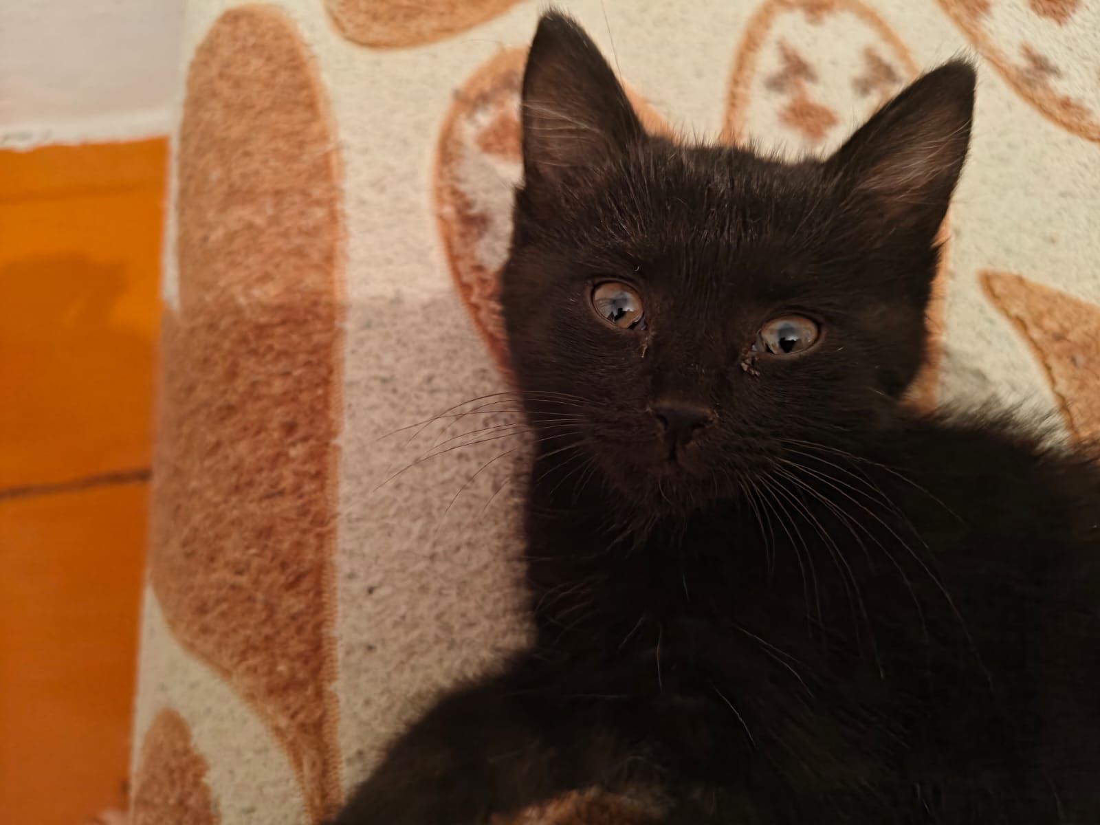 Отдам в добрые руки котят