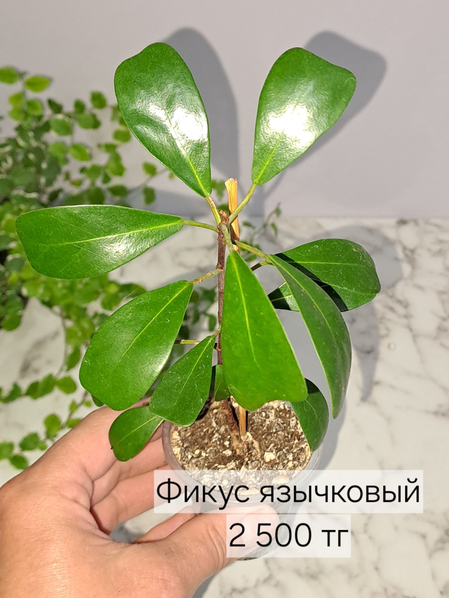 Сортовые фикусы, петит тинеке, альбомаргината,и др.