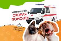 Ветеринар с выездом на дом