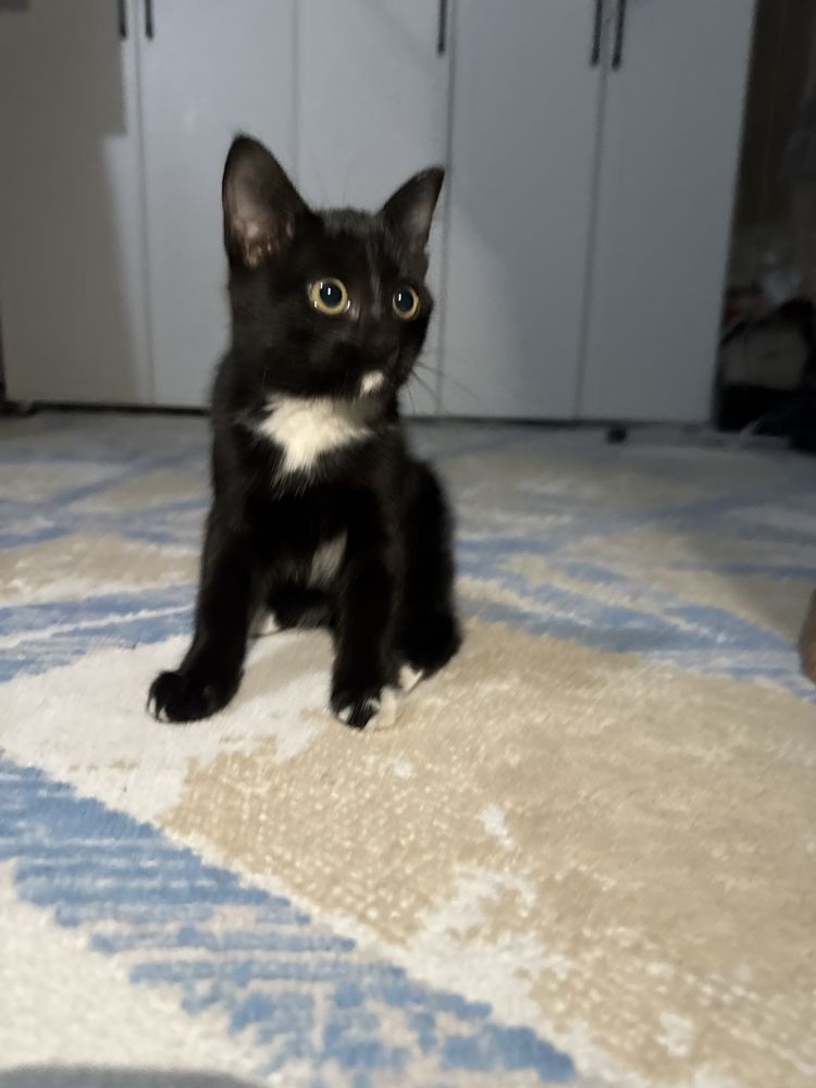 Котенок 2 месяца