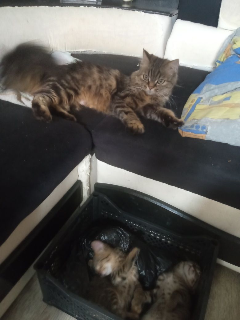 Продаются котята