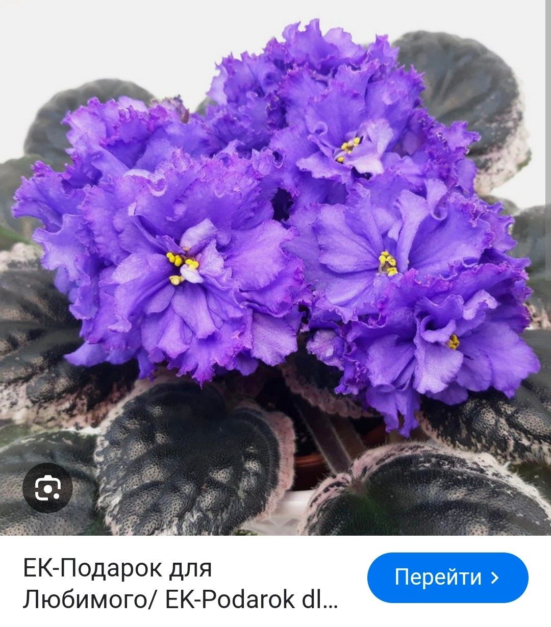 Продам набор деток сортовых фиалок