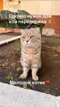 Молодому коту нужен дом или передержка. Срочно!
