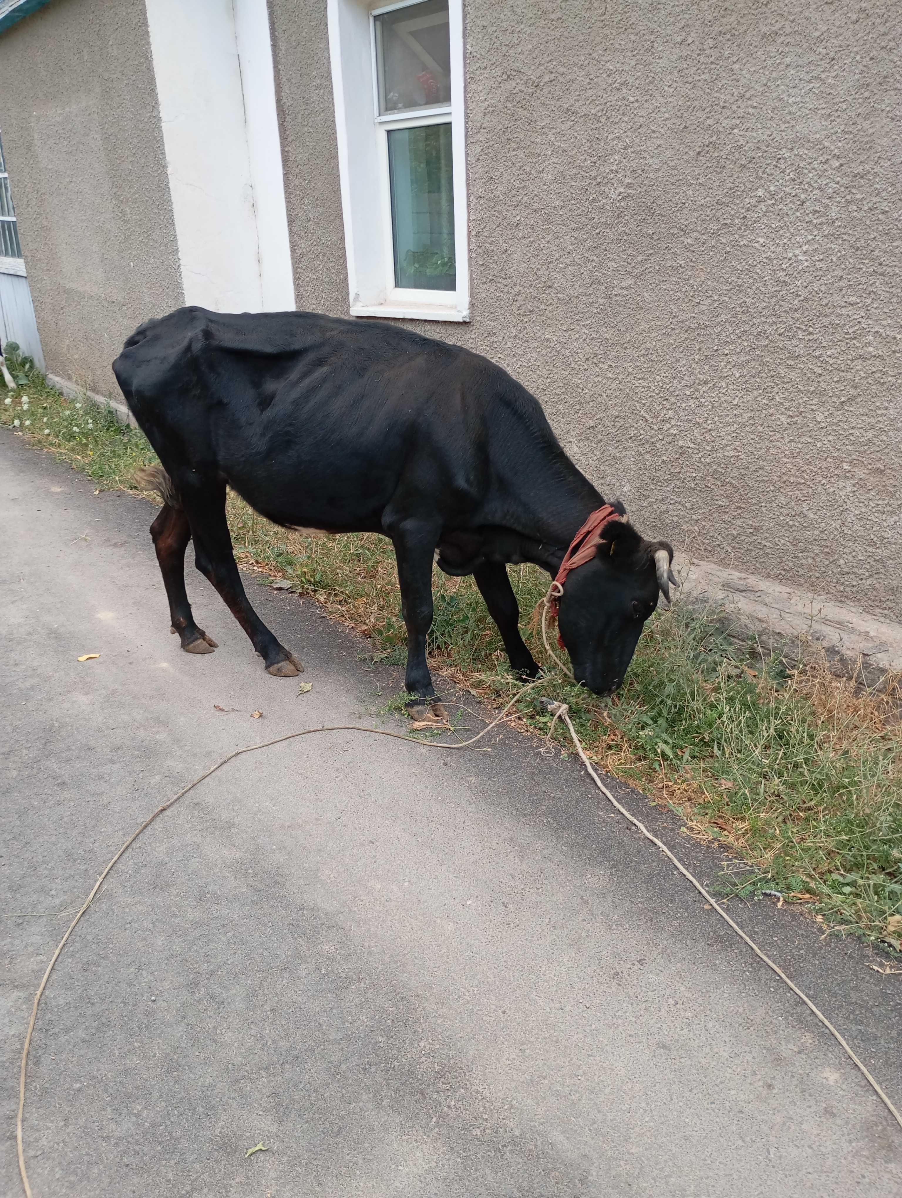 Продаются коровы