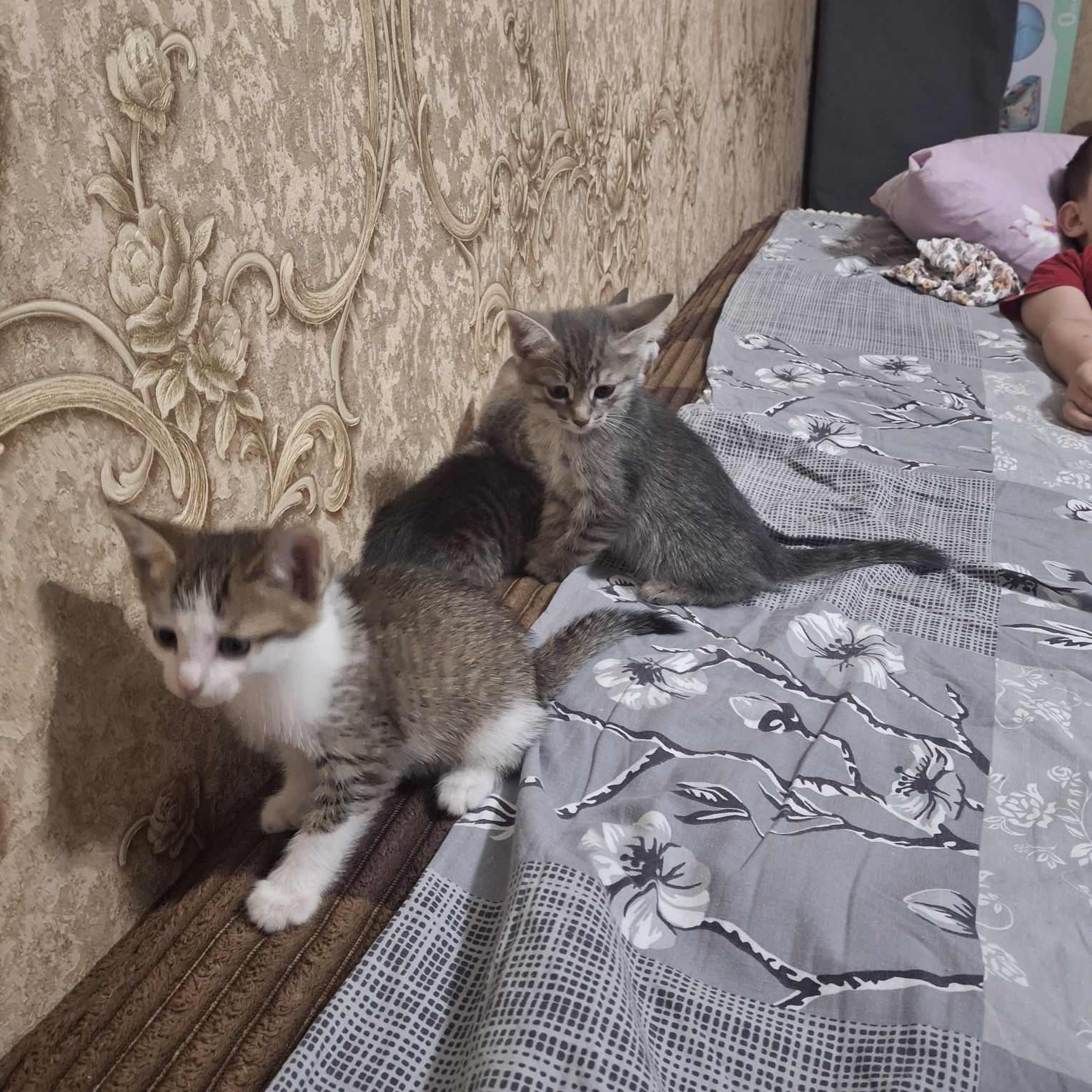 Котята в добрые руки.