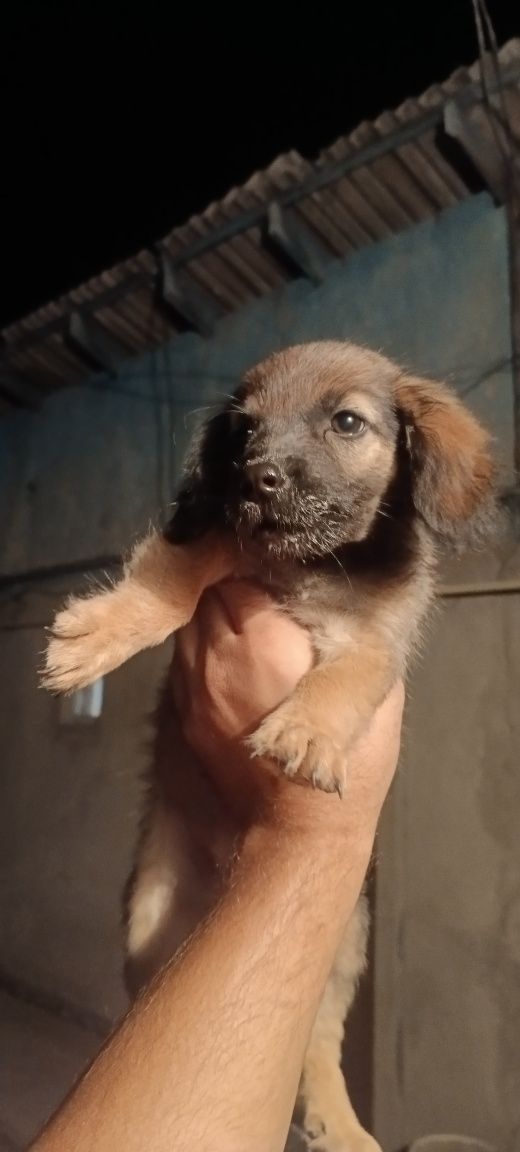 Маленькие щинята