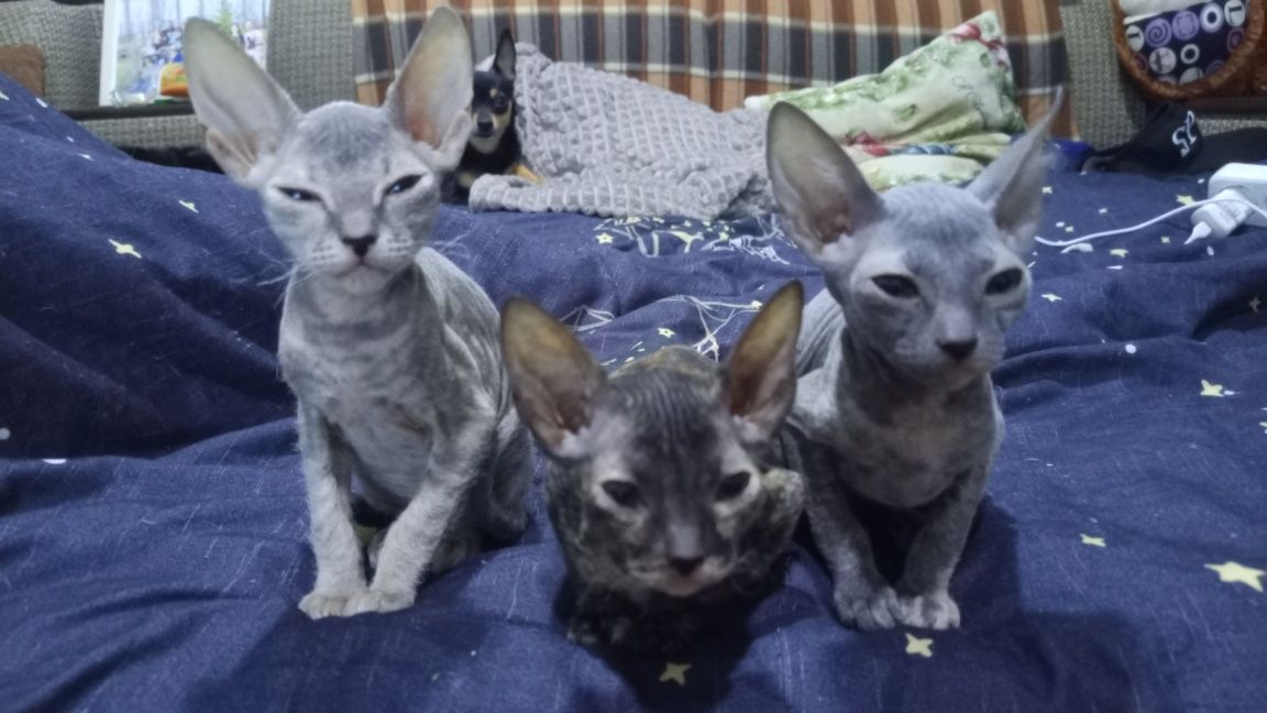 Продам котят сфинкс праш