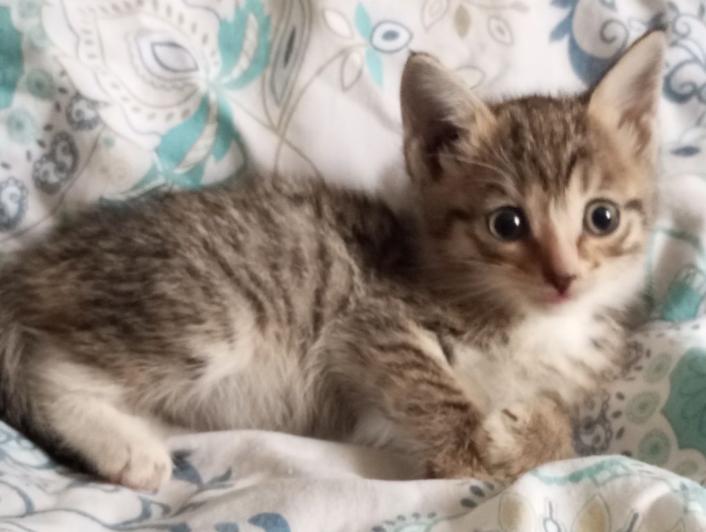 Котята в добрые руки 1,5 месяца