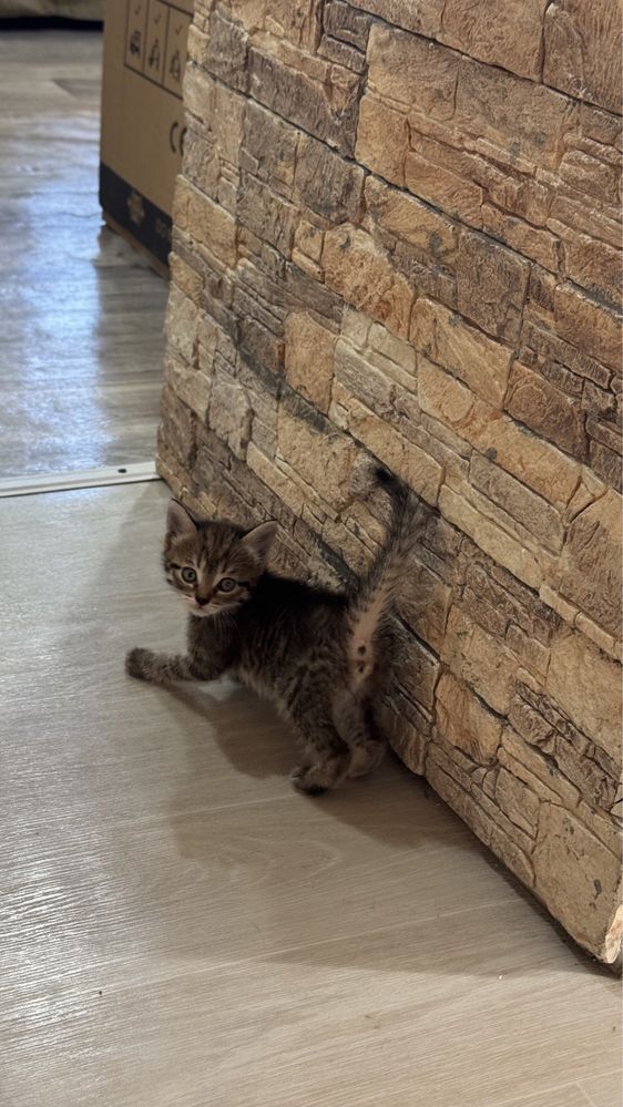 Отдам красивых котят