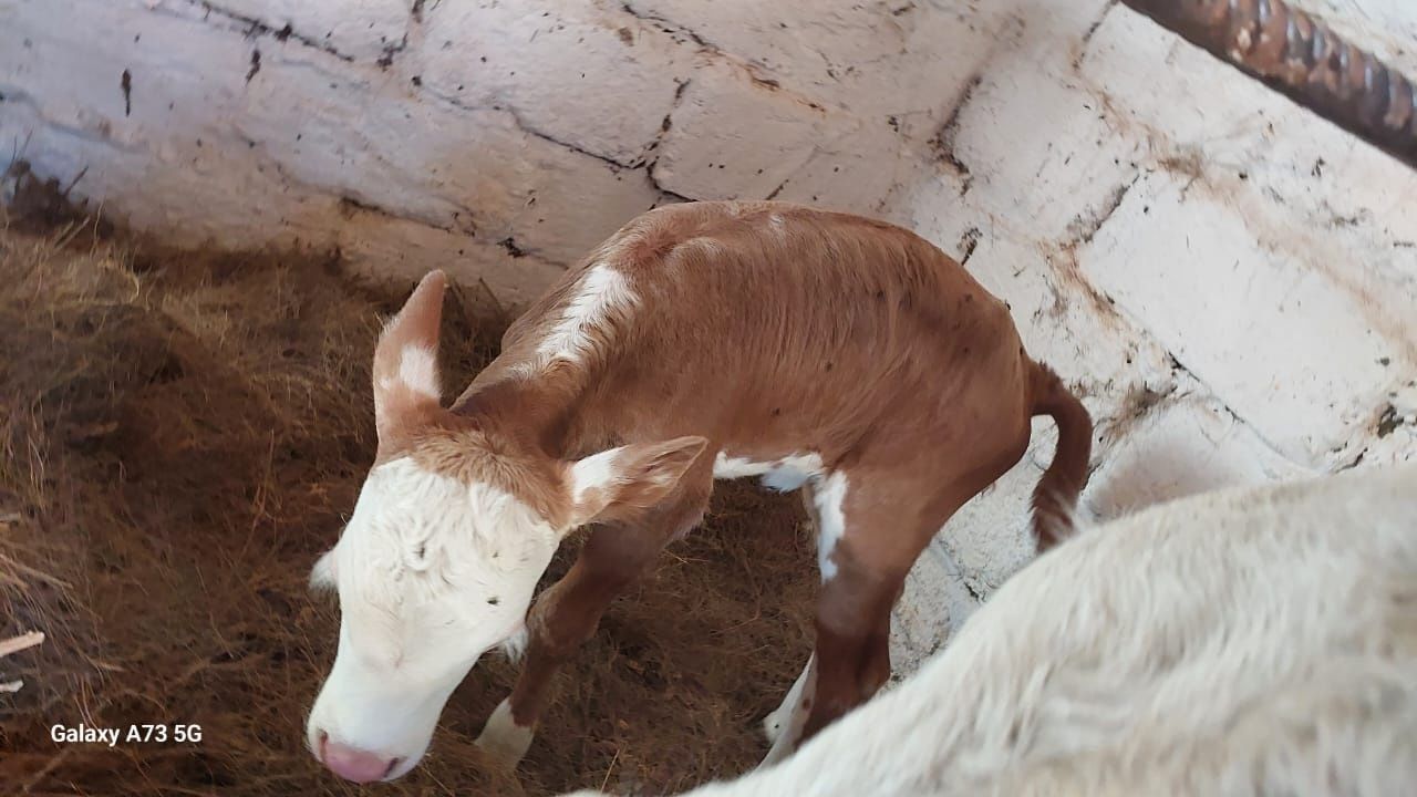 Продам тёлет бычек и тёлочка