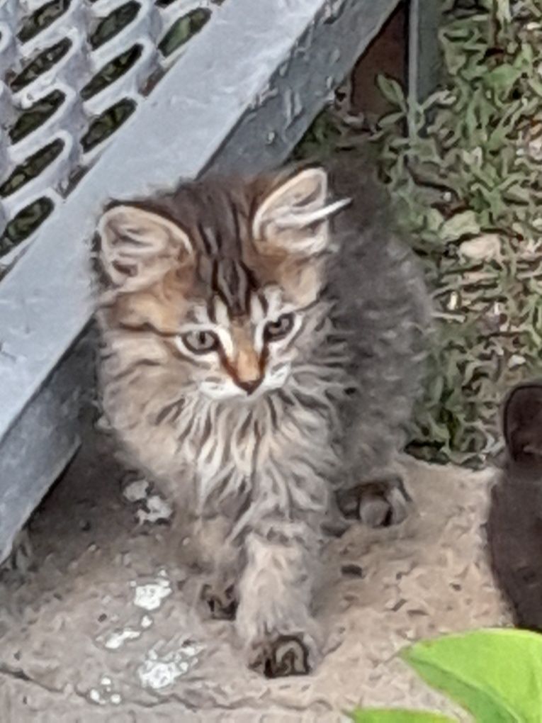 Котята, кошки, животные