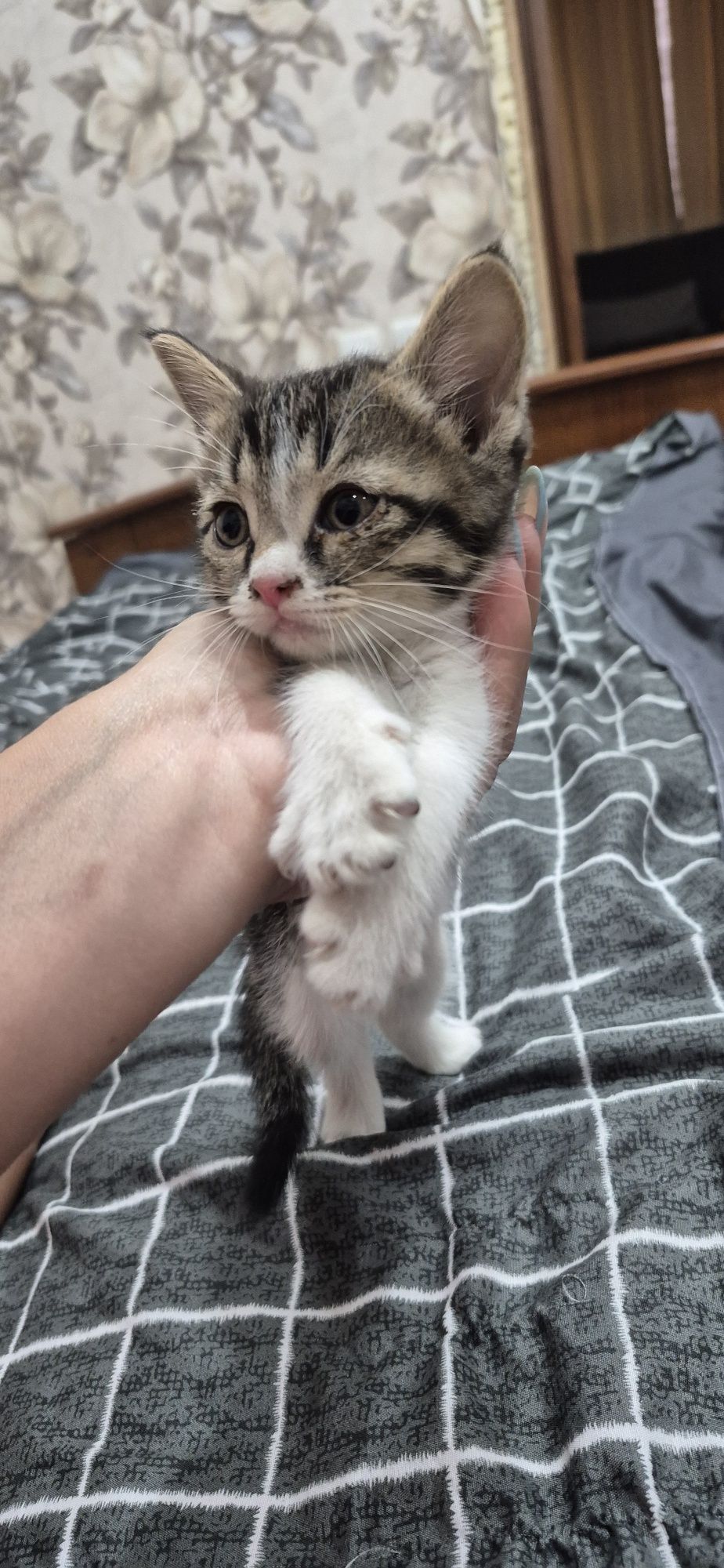 Отдам котят 2 девочки 1 мальчик