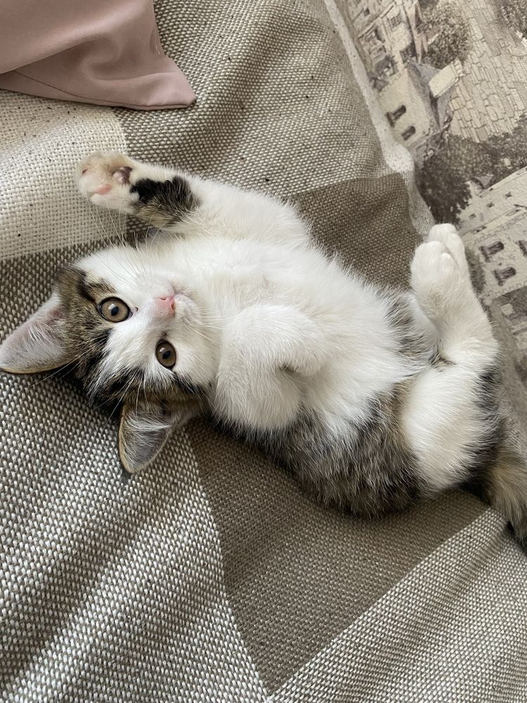 Котенок ищет дом