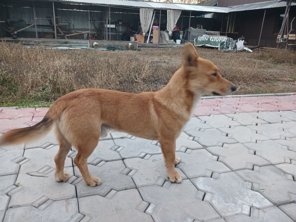 Корги кобель ,1 ,5г в добрые руки