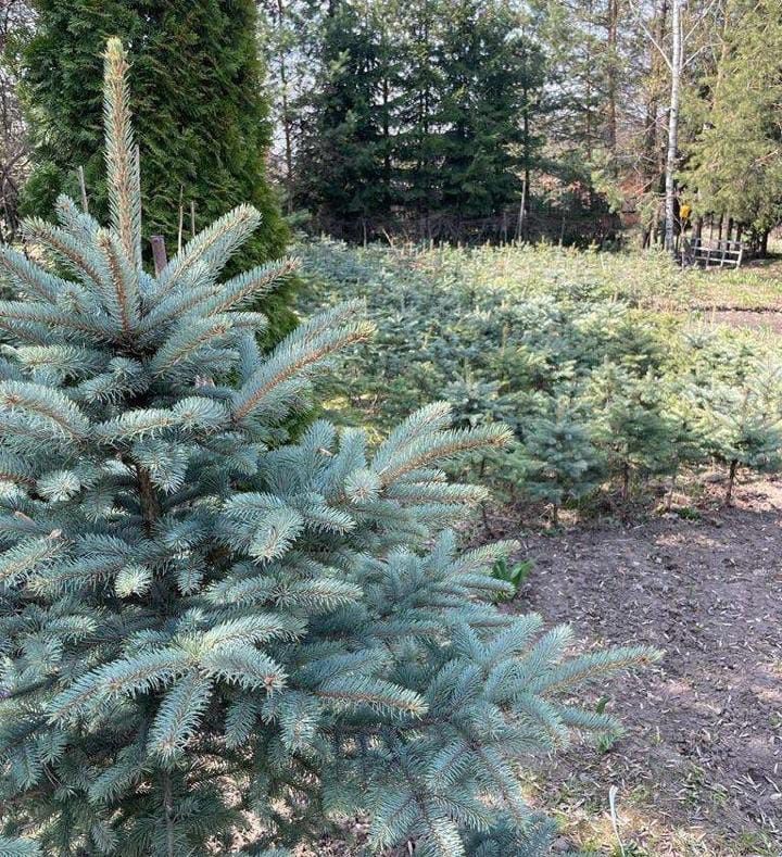 Продам сеянцы саженцы ель голубая рябина  сосна липа дуб ёлка берёза