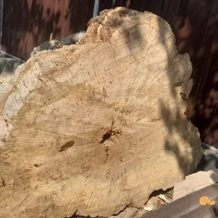 Столешница из дуба и карагача, Торцевой спил дуба, карагача, поднос из