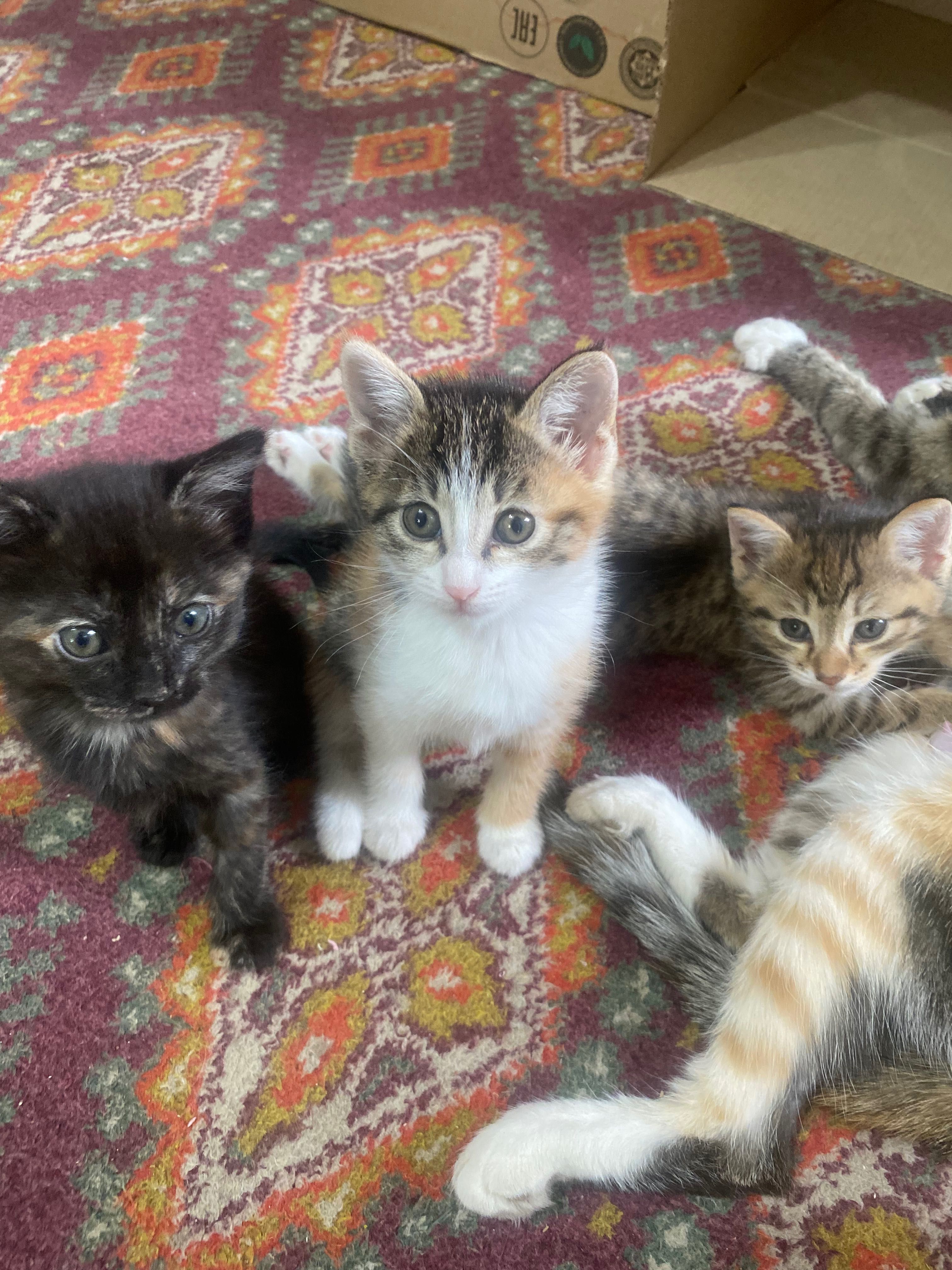Котят в добрые заботливые руки