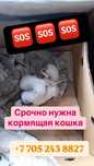 Нужна кормящая кошка! Срочно!
