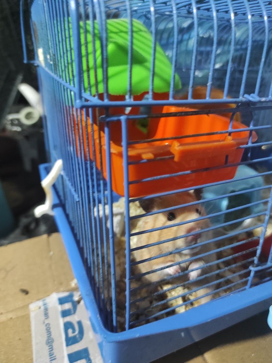 Продам хомяка сирийского с клеткой.