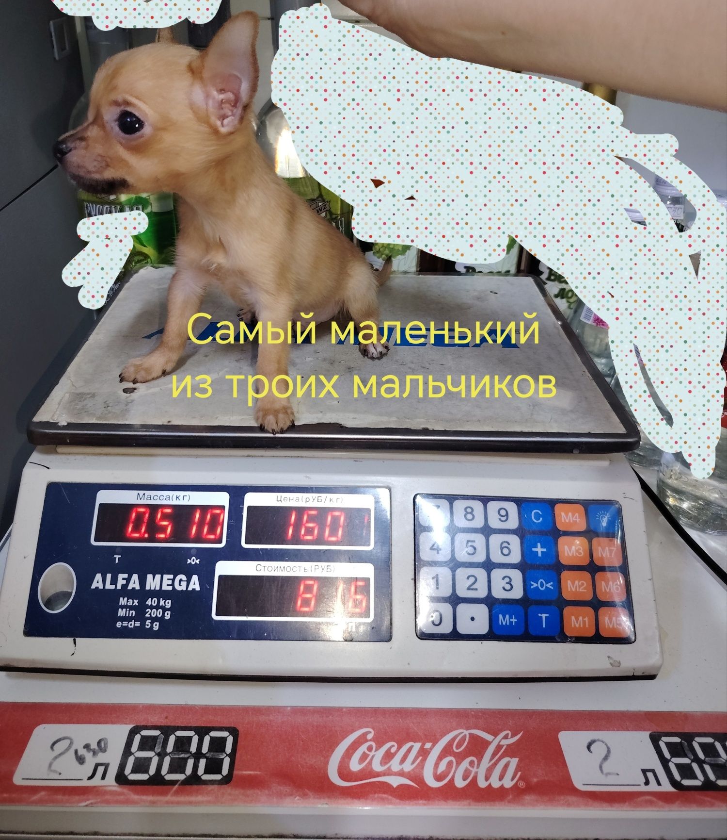 Продаются щенки породы той-терьер. В категории Super Mini.