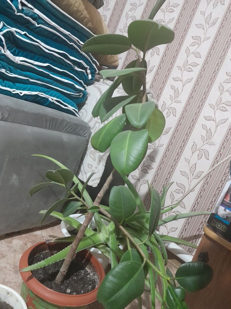 Продам фикус большой