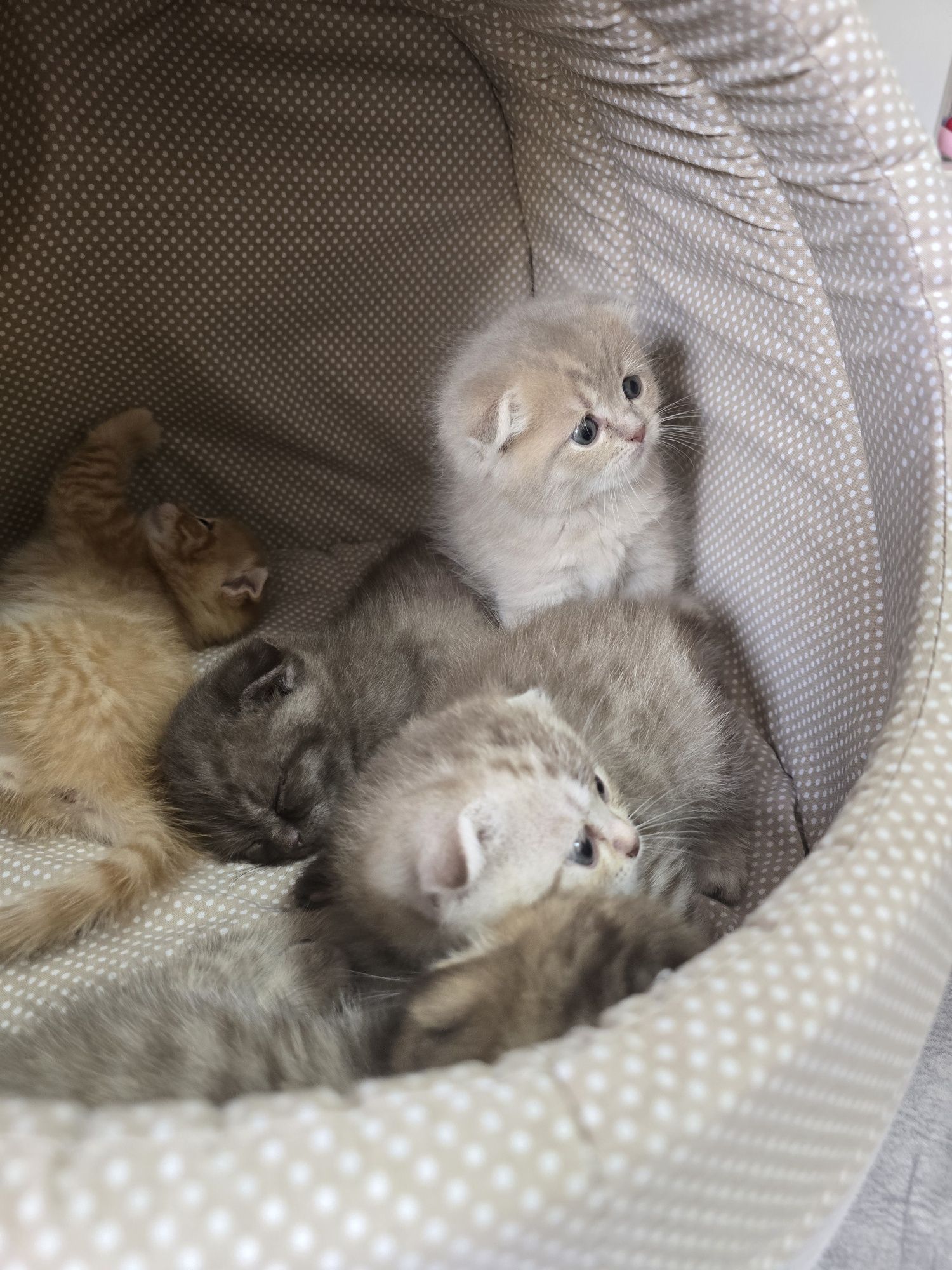 Продам котят породистых