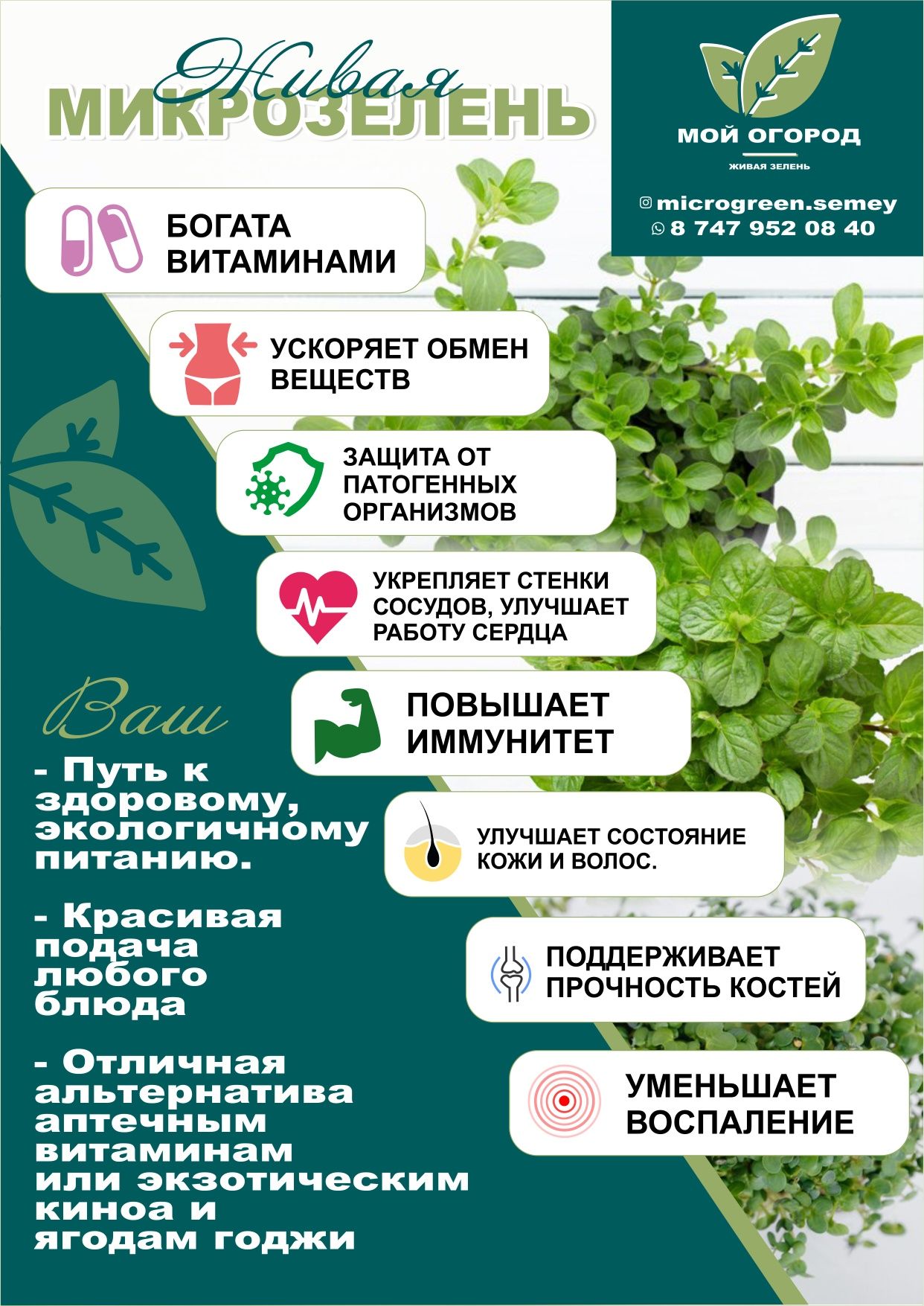 Живая Микрозелень в лотках
