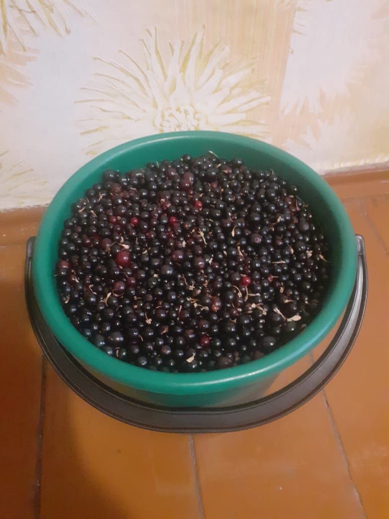 Продам смородину
