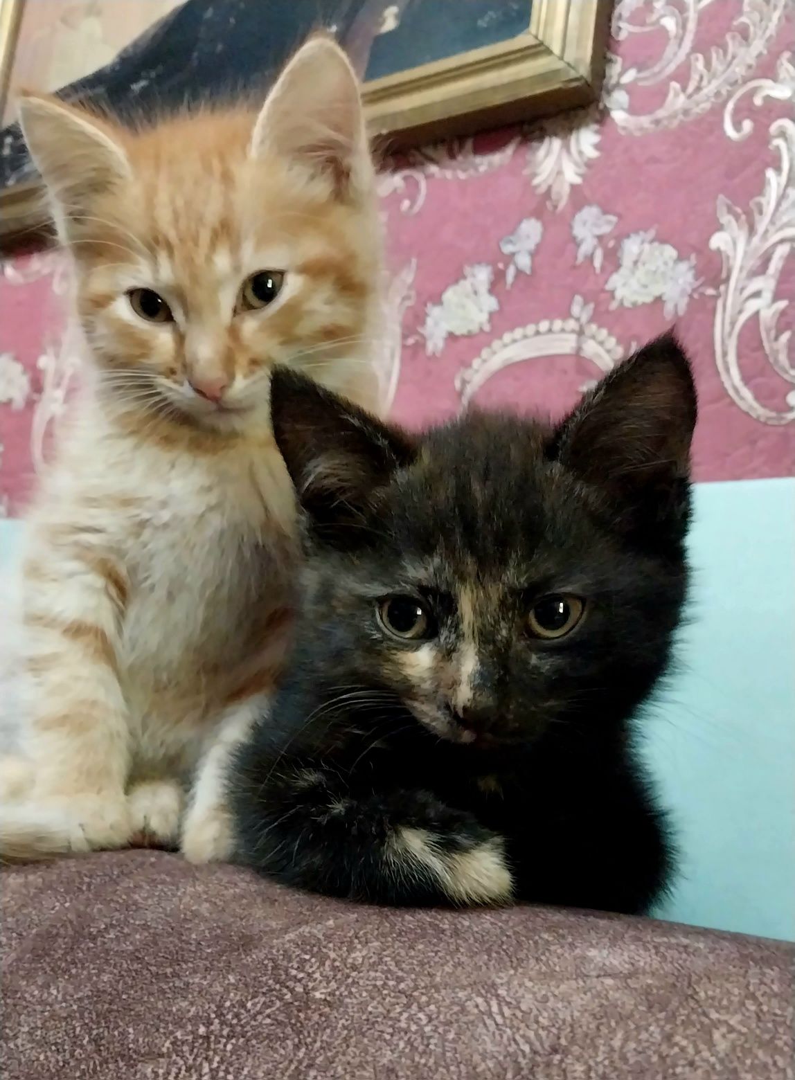 Отдам котят возраст 2.5 месяца