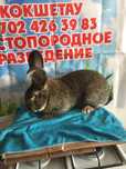 Чистопордные кролики Фландр