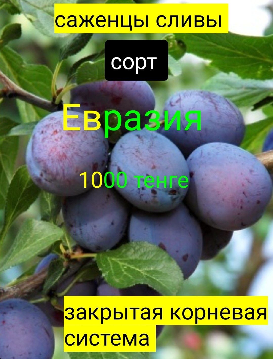 Саженцы плодовых и ягодных растений