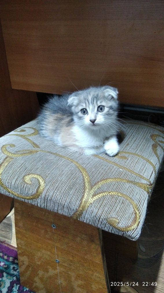 Продам отдам котёнка.
