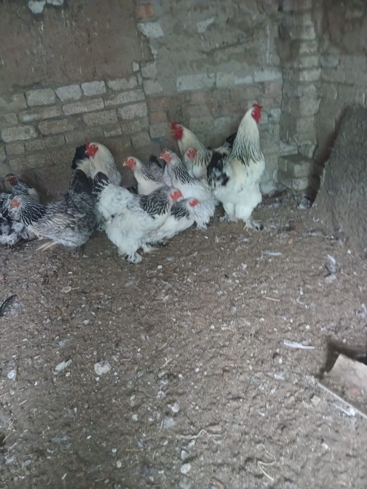 Продам курей петухов Брама