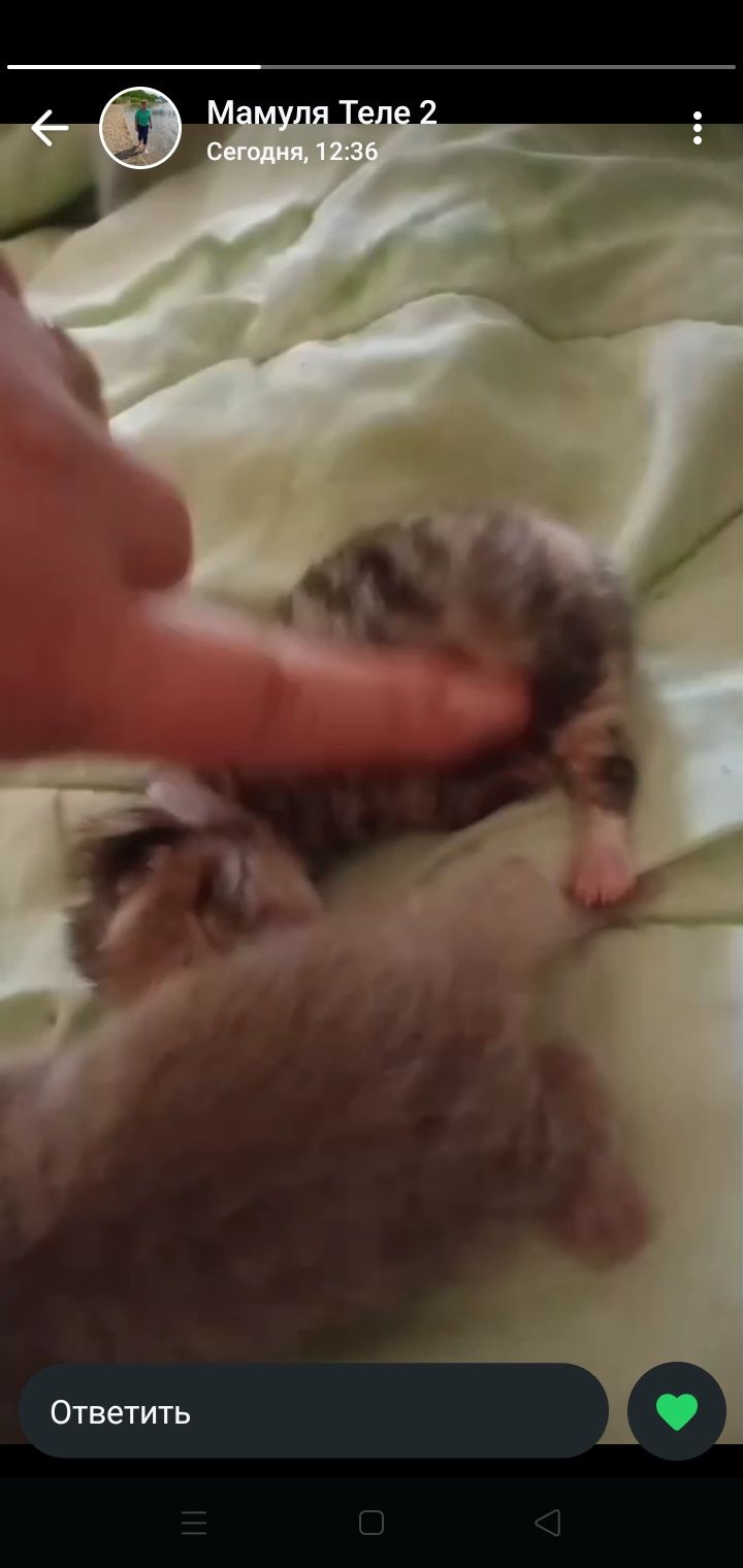 Вислоухие котята, британские