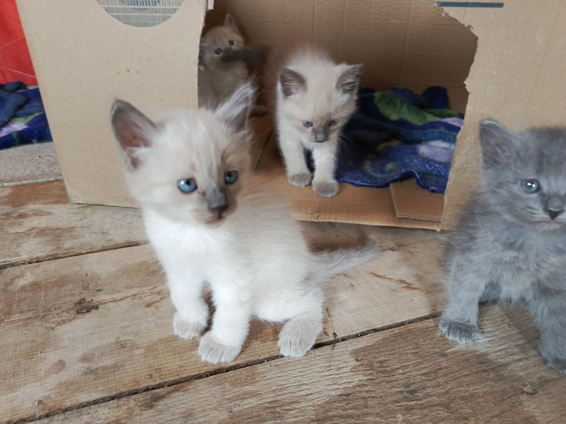 Пародистые котики